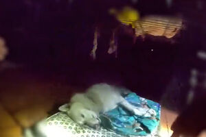 Polícia resgata cão inconsciente de casa em chamas e não desiste até conseguir reanimá-lo