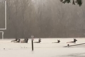 Vídeo mostra alces a atravessar campo de futebol totalmente alagado nos EUA  