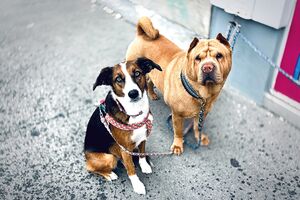 Câmara Municipal de Lisboa alerta para burla com animais desaparecidos