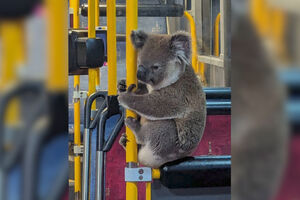 Coala apanhado a passear de autocarro na Austrália