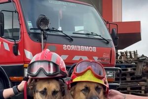 O calendário mais fofo do país!  Charlie e Óscar, os patudos do quartel de Areosa, são as estrelas do calendário
