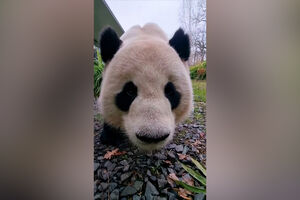 Animais do zoo de Berlim recebem guloseimas para celebrar o Natal