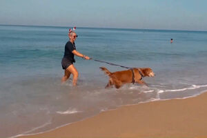 Cães resgatados desfrutam de dia de praia no sul da Tailândia no dia de Natal
