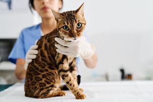 Já fez o check-up anual do seu animal de estimação? É mais importante do que imagina