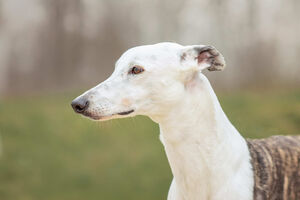 Quanto mais claro o pelo, maior o risco. Como reconhecer e prevenir o cancro de pele em cães e gatos?