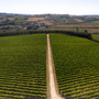 Aumentos 'absurdos' dos custos de produção preocupam viticultores do Douro