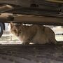 Motores quentes, noites longas, chuva e nevoeiro. Eis 5 cuidados para proteger os gatos de exterior no inverno