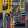 Coala apanhado a passear de autocarro na Austrália