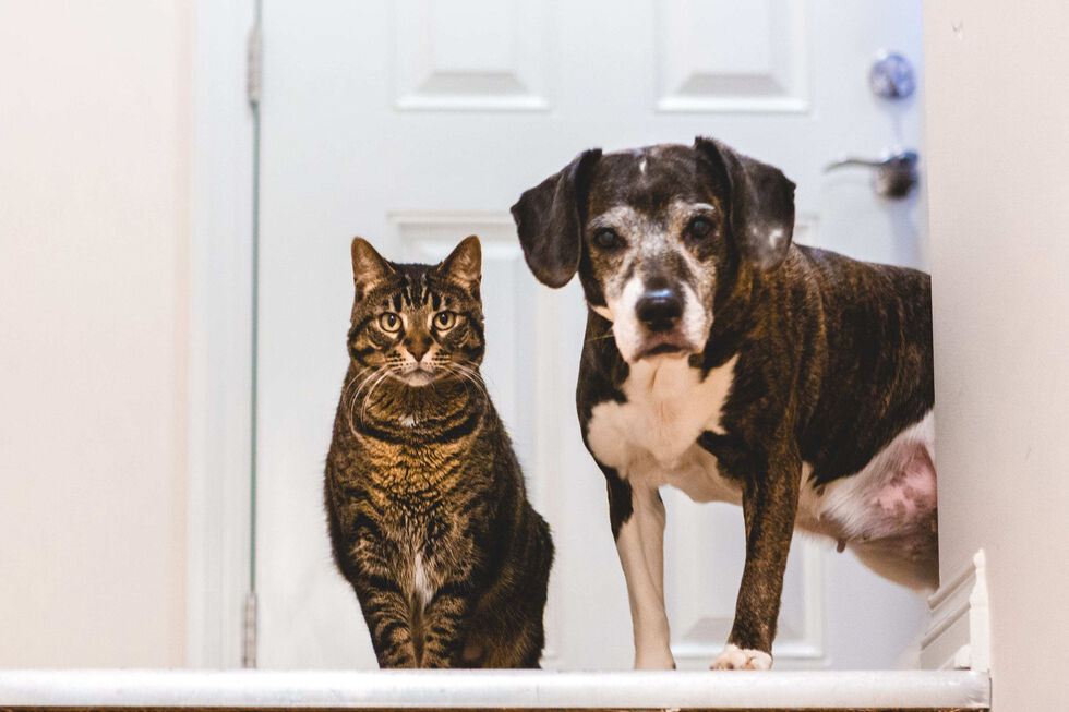 O seu cão ou gato foi esterilizado? Estes são os cuidados que deve ter em conta