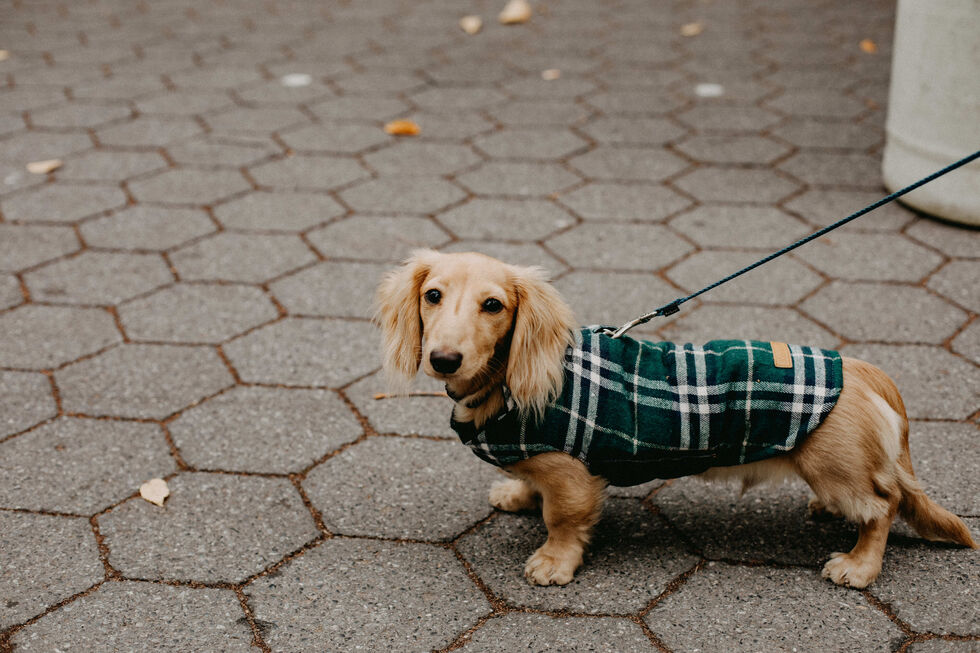 Moda ou proteção? Tudo sobre a roupa para cães e gatos no inverno