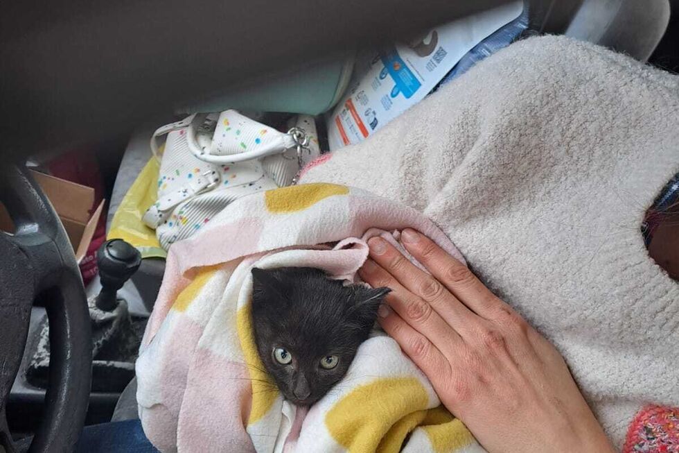 Um milagre de Natal! Gatinho bebé é resgatado de motor de carro em Braga