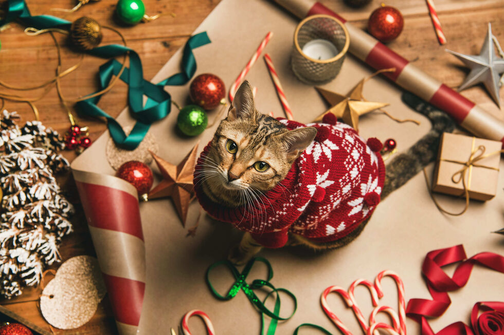 A rotina é o melhor presente. Saiba como ajudar cães e gatos a lidar com o caos das festas