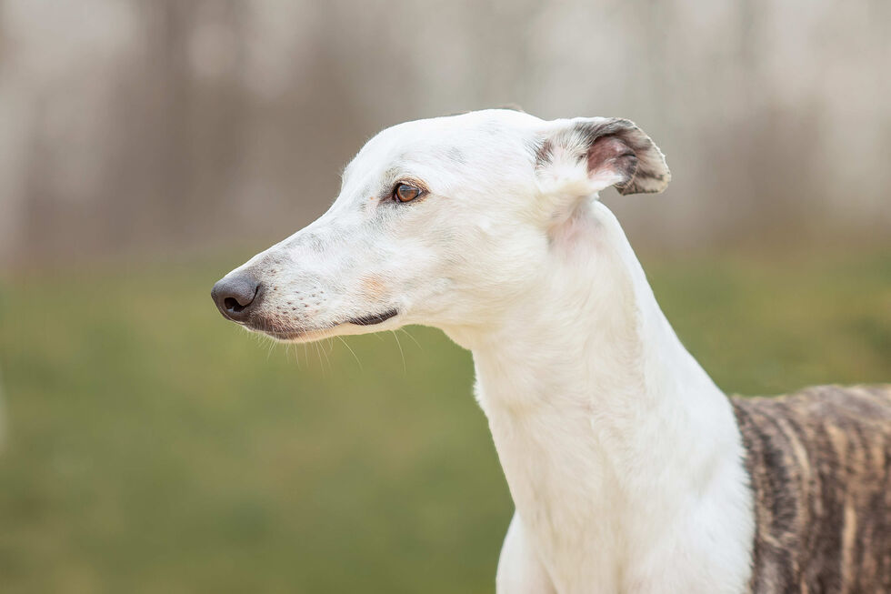 Quanto mais claro o pelo, maior o risco. Como reconhecer e prevenir o cancro de pele em cães e gatos?