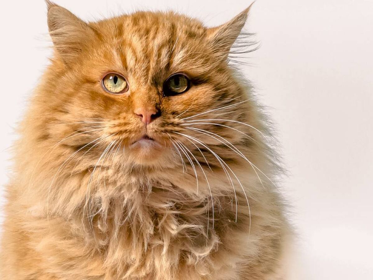 "Ozempets" a caminho