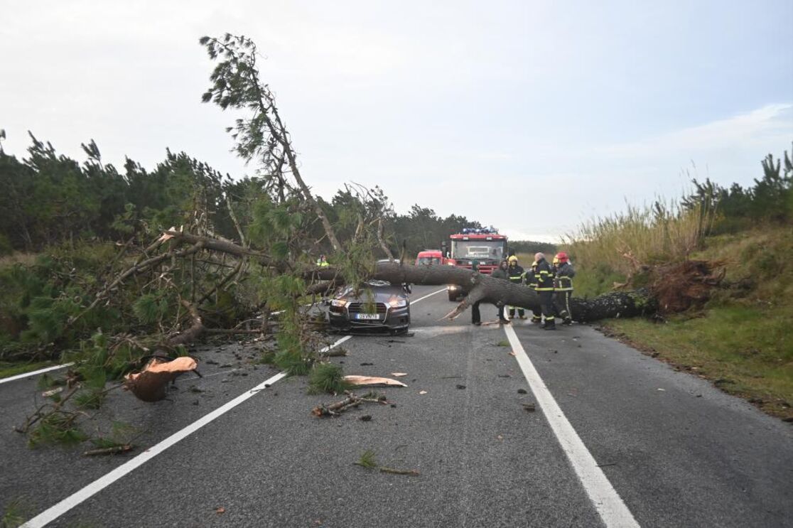 Árvores não resistiram ao vento