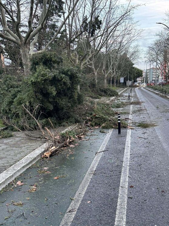 Estragos em Torres Vedras após mau tempo: árvores caídas na via pública