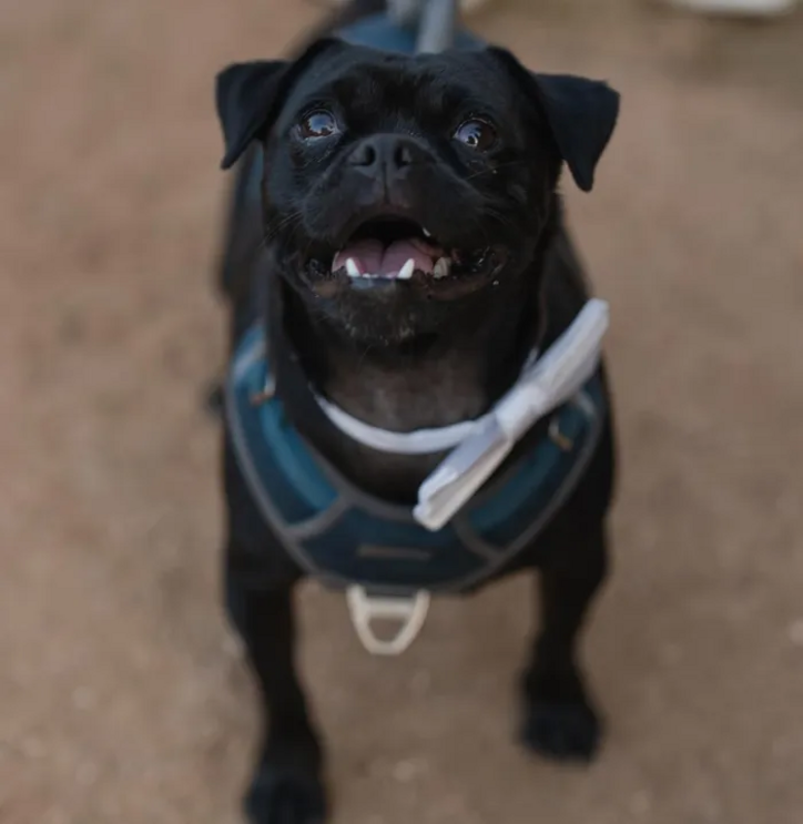  Mo Bamba, o primeiro mayor canino de Austin, Texas.