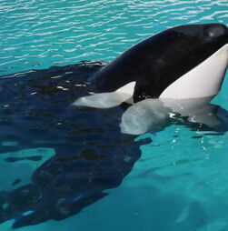 Morreu Kshamenk, a 'orca mais solitária do mundo', após mais de 30 anos em cativeiro na Argentina