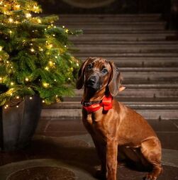 Uma patuda de 'sangue azul'. Família Real Sueca apresenta a nova mascote, Bonnie