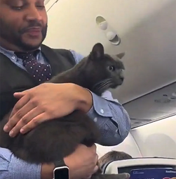 De passageiro a estrela das redes sociais! Gato 'à solta' anima voo da Southwest