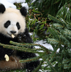 Zero desperdício! Zoo de Berlim surpreende animais com... árvores de Natal