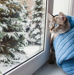 O frio está ligado a problemas respiratórios. Saiba quais os animais de estimação que ficam mais vulneráveis nesta época do ano