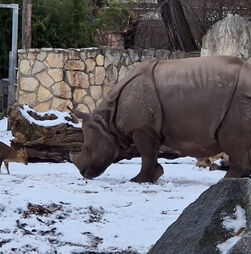Momento insólito: pequeno veado desafia grande rinoceronte na Polónia 