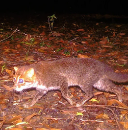 Boas notícias! Felino que se pensava extinto reaparece na Tailândia após 30 anos