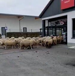 Ovelhas fogem do rebanho e invadem supermercado na Alemanha  