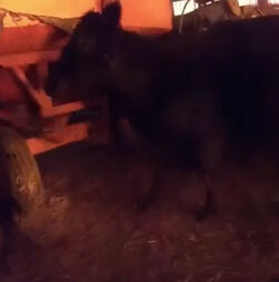 Polícia resgata vacas de celeiro em chamas em Nova Iorque 