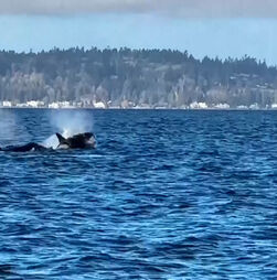 Orcas encantam junto a Seattle