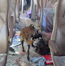 Cães treinados procuram restos mortais nos comboios após acidente ferroviário em Espanha