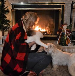 Mantas elétricas, lareiras e patudos. O que deve fazer para que o seu animal não corra riscos durante o inverno