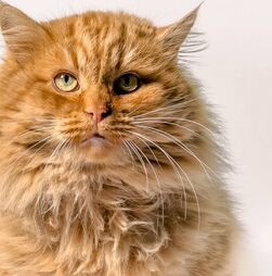 'Ozempets' a caminho