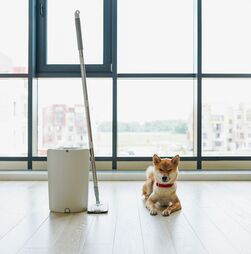 Quer manter a casa limpa e cheirosa, sem deixar o patudo doente? Este artigo é para si!