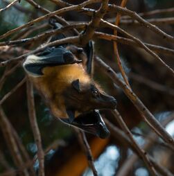 O que é o vírus Nipah, que está a assustar a Índia?