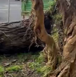 Queda de árvore provoca danos em carros em Alvalade