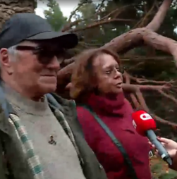 'Árvore caiu a cinco metros da cama da minha filha': Palacete de José Cid danificado devido ao mau tempo