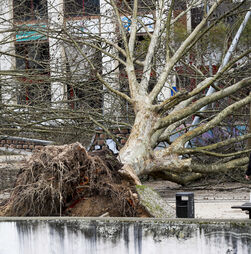 Mau tempo: ULS da Região de Leiria registou 177 entradas de doentes com trauma