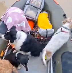 Autoridades resgatam cães e gatos presos nas cheias em Espanha 