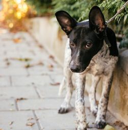 Encontrou um cão perdido à porta de casa e não sabe o que deve ou não fazer? Temos todas as respostas para si!