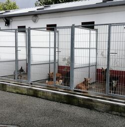 Mau Tempo: Câmara de Coimbra evacua preventivamente Canil Municipal