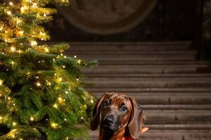 Uma patuda de 'sangue azul'. Família Real Sueca apresenta a nova mascote, Bonnie