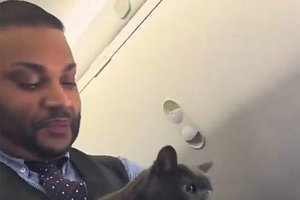 De passageiro a estrela das redes sociais! Gato "à solta" anima voo da Southwest