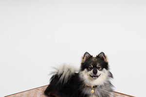 Louis Vuitton lança Dog Collection 2026 e reforça aposta na moda canina