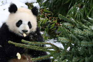 Zero desperdício! Zoo de Berlim surpreende animais com... árvores de Natal