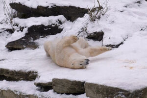 Animais do Zoo de Berlim divertem-se na neve 