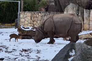 Momento insólito: pequeno veado desafia grande rinoceronte na Polónia 