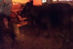 Polícia resgata vacas de celeiro em chamas em Nova Iorque 