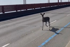 Pequeno veado perdido atravessa a Golden Gate Bridge e pára o trânsito em São Francisco